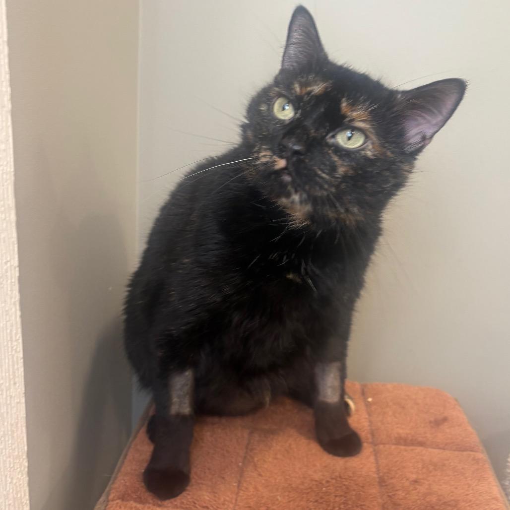 Enlarge Velmira, a Adoptable Domestic Short Hair in Puslinch, ON image 2/6