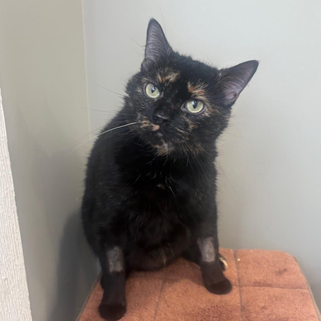 Enlarge Velmira, a Adoptable Domestic Short Hair in Puslinch, ON image 3/6