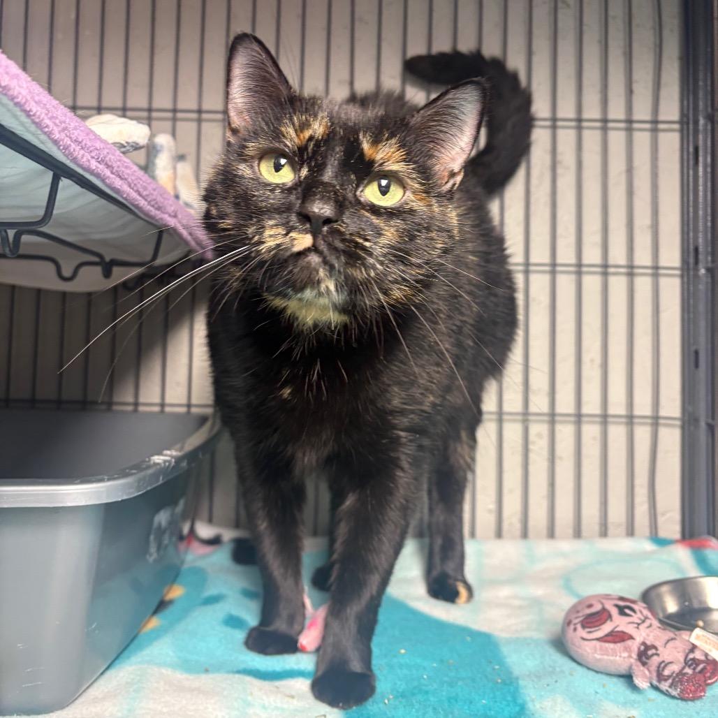 Enlarge Velmira, a Adoptable Domestic Short Hair in Puslinch, ON image 4/6