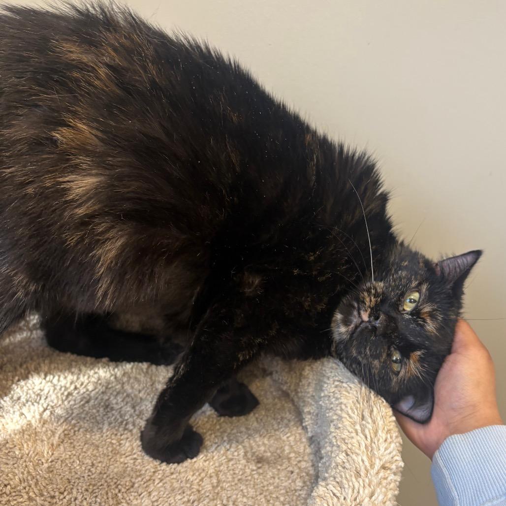 Enlarge Velmira, a Adoptable Domestic Short Hair in Puslinch, ON image 5/6