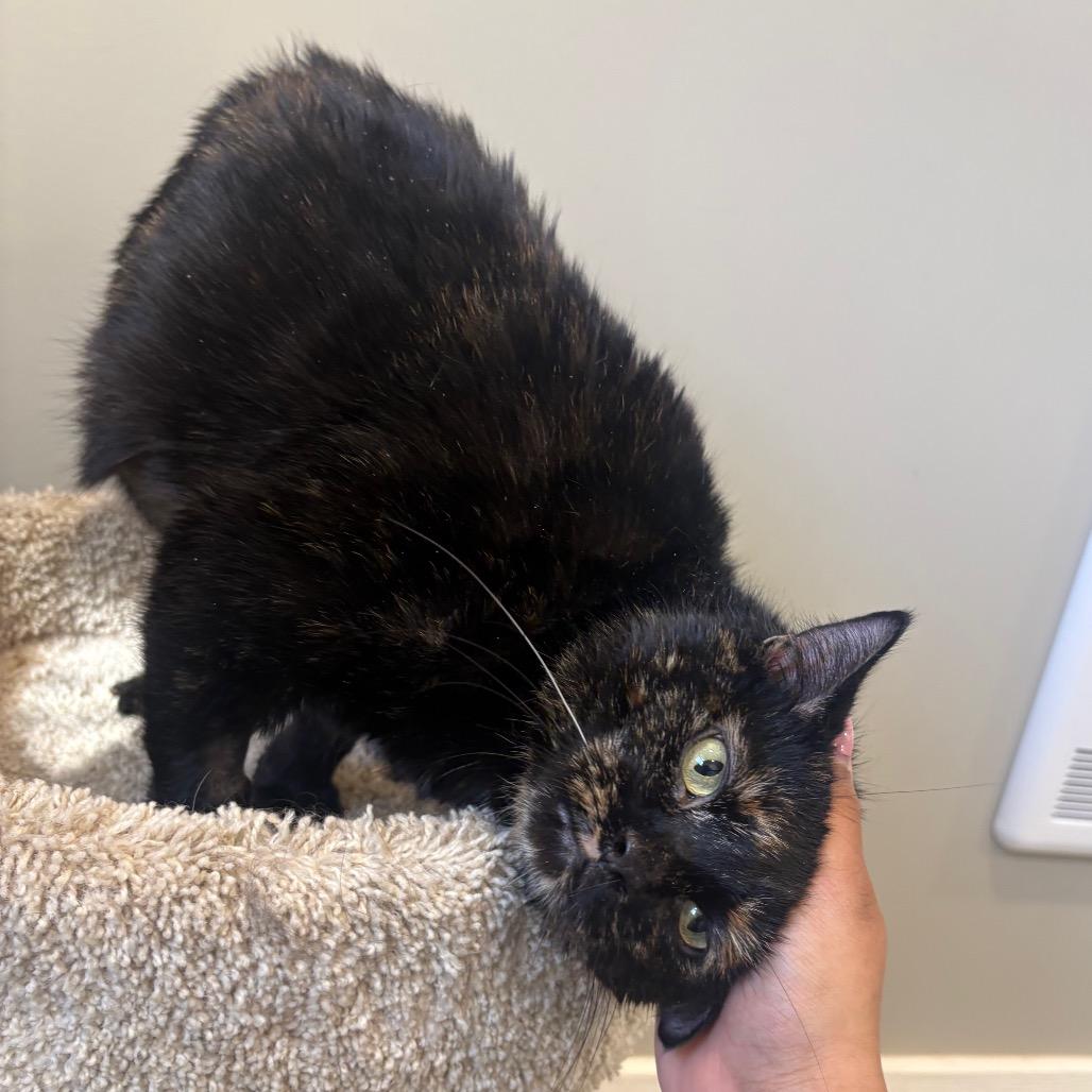 Enlarge Velmira, a Adoptable Domestic Short Hair in Puslinch, ON image 6/6