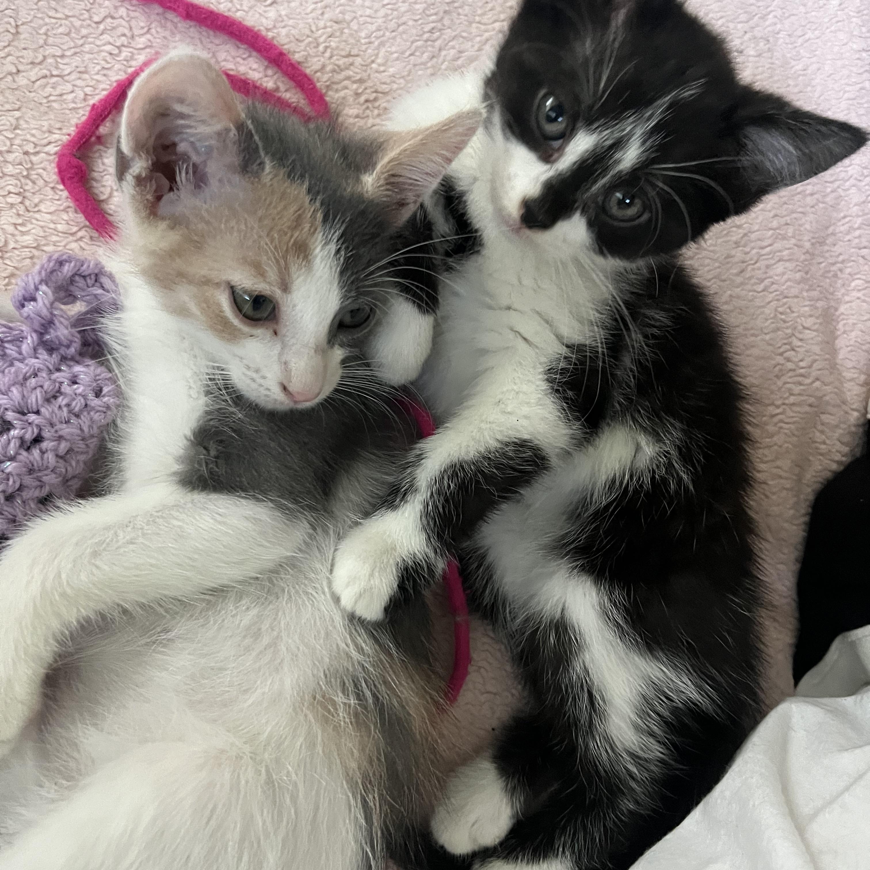 Enlarge Fedora - Sister to Felix, a Adopted Domestic Short Hair in Moline, IL image 5/6