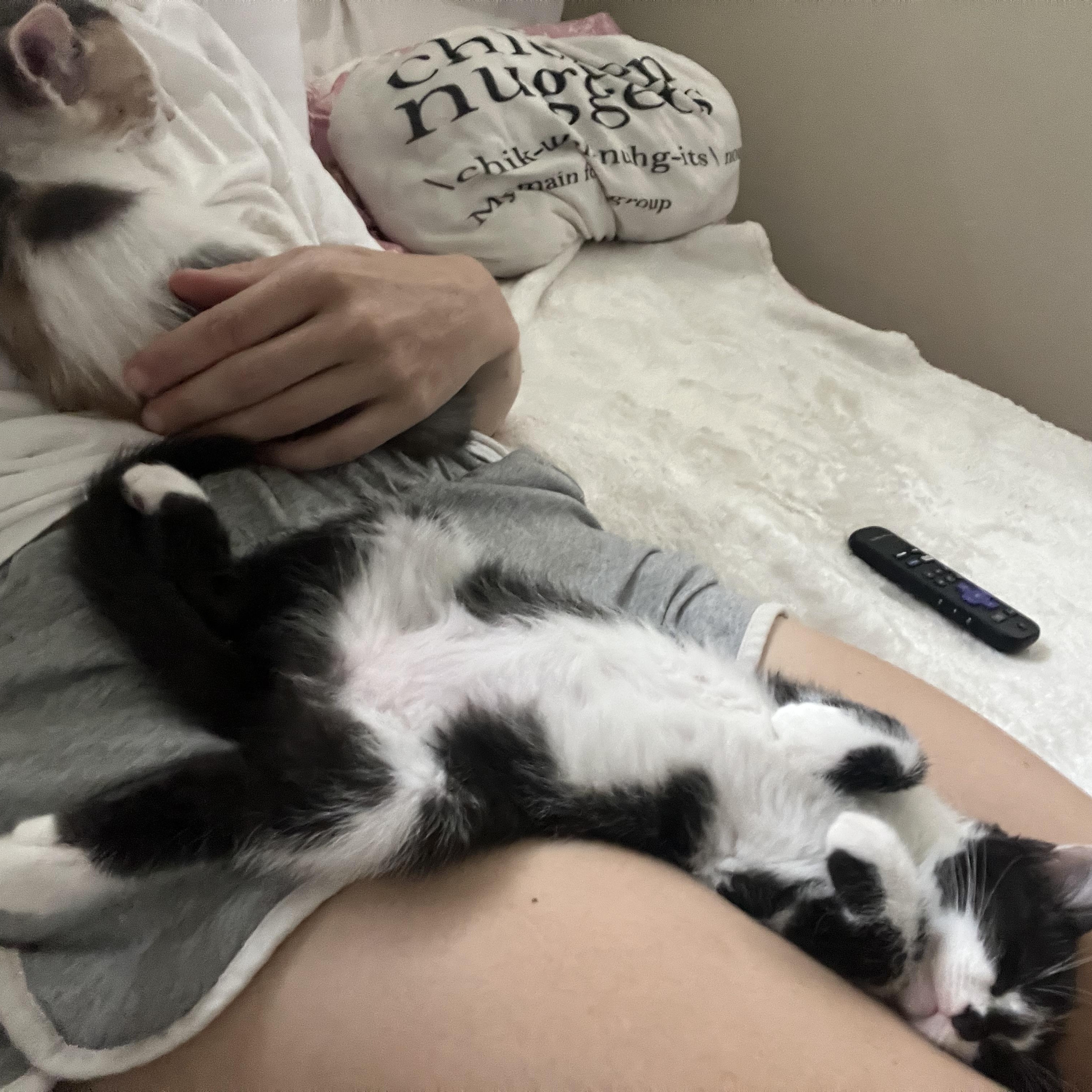 Enlarge Fedora - Sister to Felix, a Adopted Domestic Short Hair in Moline, IL image 3/6
