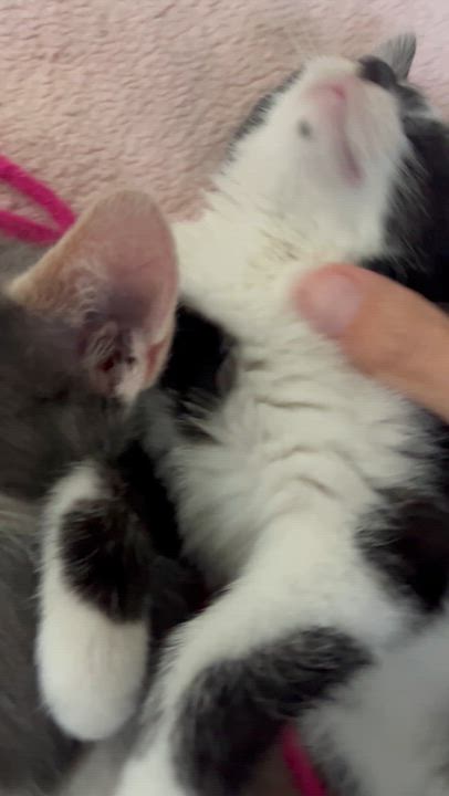 Enlarge Fedora - Sister to Felix, a Adopted Domestic Short Hair in Moline, IL video 6/6