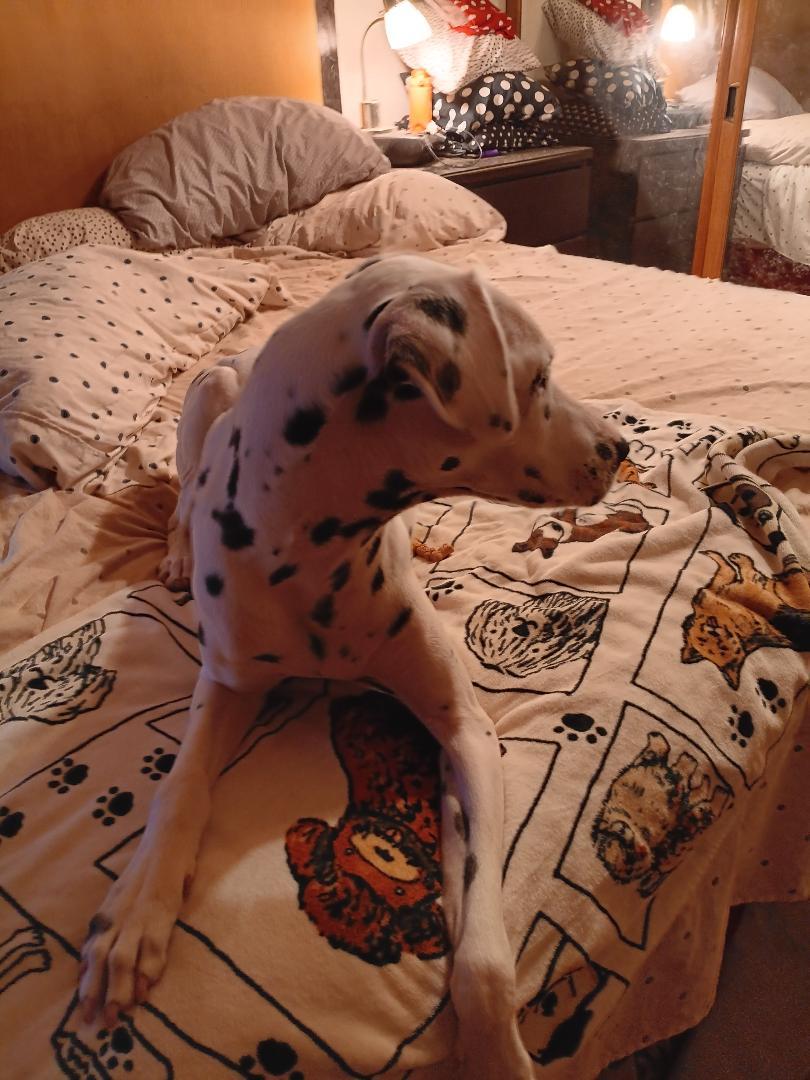 Nova, a Adoptable Dalmatian in San Diego, CA image 2/2