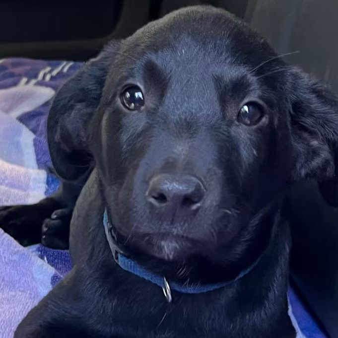 Lainey Wilson, ADOPTABLE, Young Female Mixed Breed.