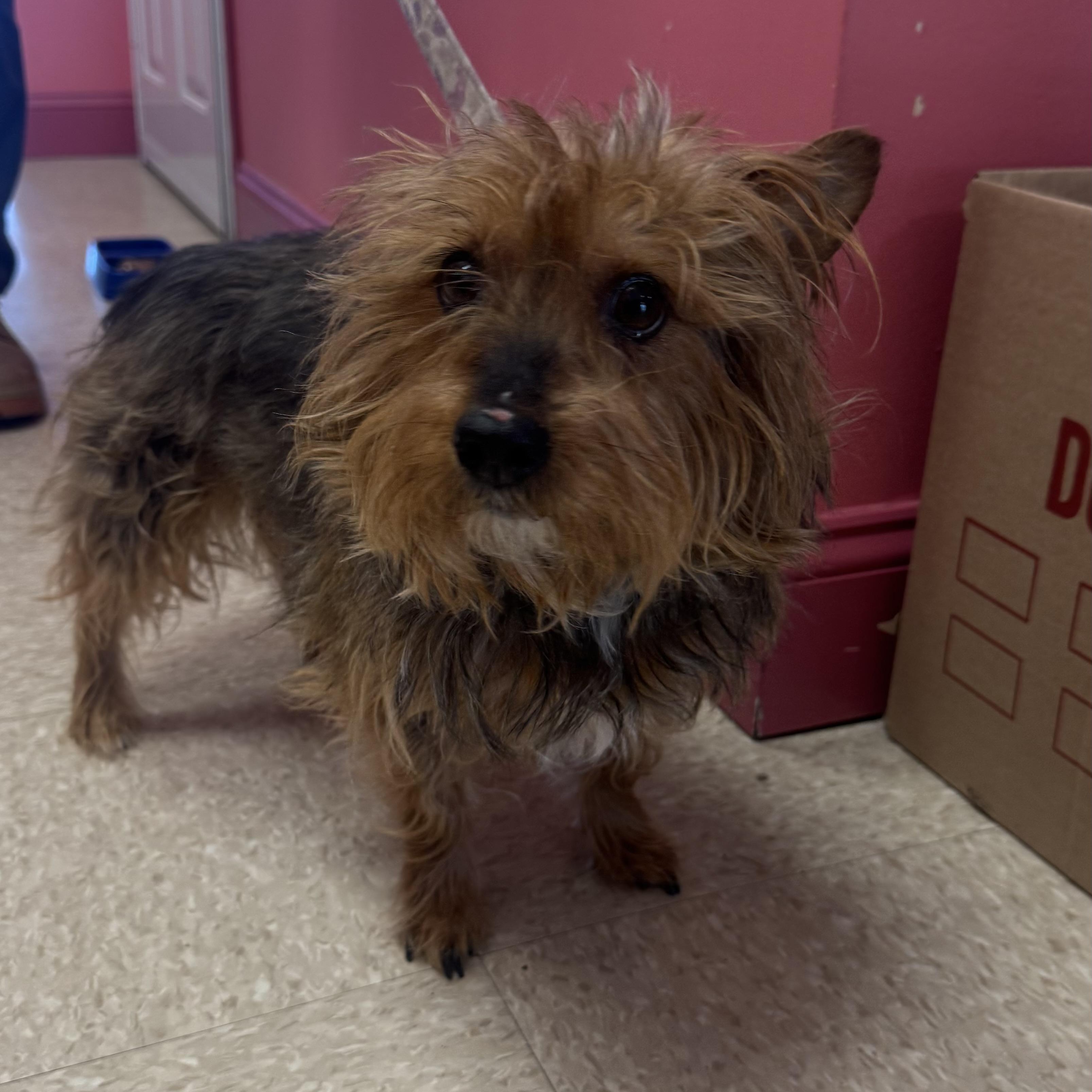 Enlarge Rebel, a ADOPTABLE Yorkshire Terrier in Fall River, MA image 1/4