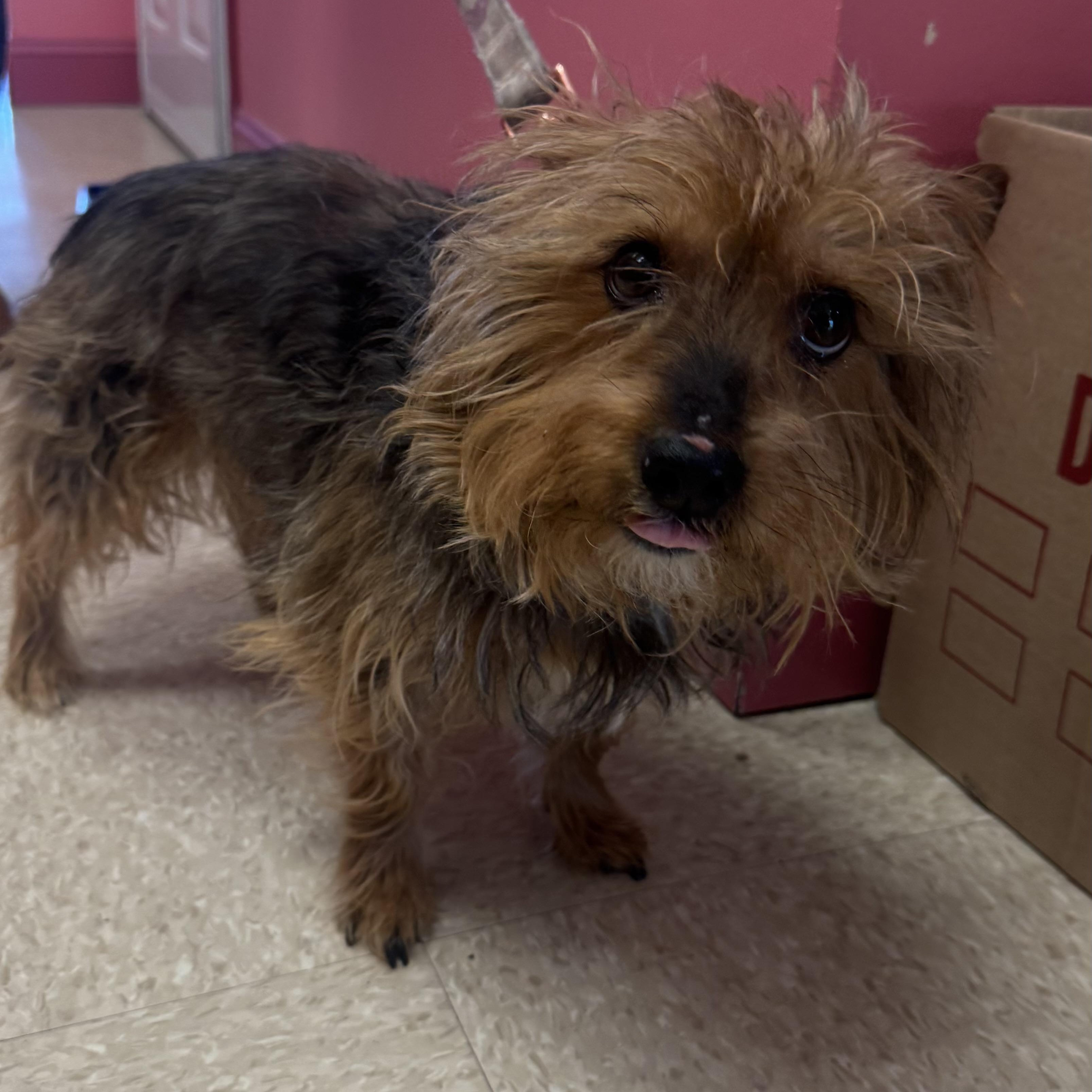 Enlarge Rebel, a ADOPTABLE Yorkshire Terrier in Fall River, MA image 3/4