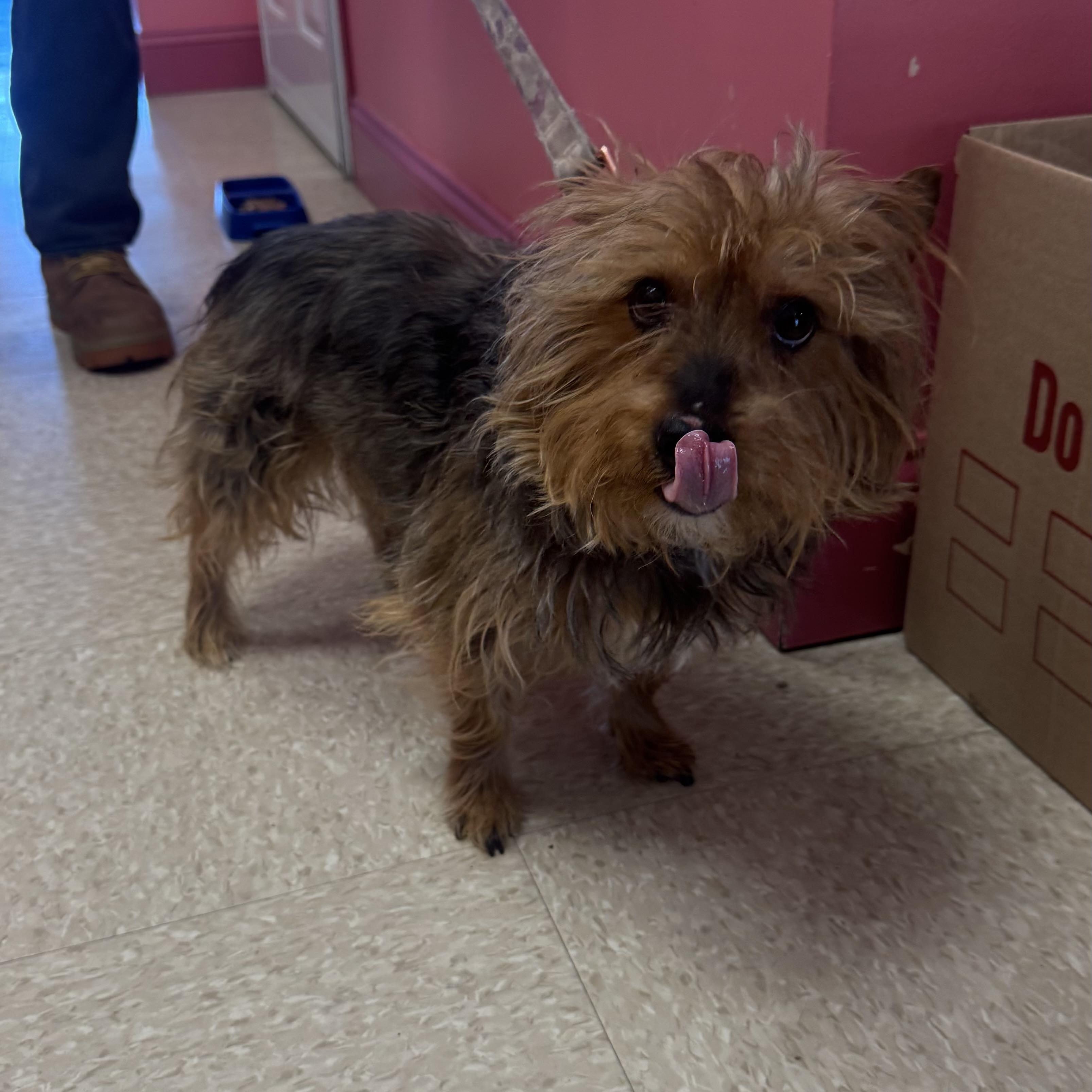 Enlarge Rebel, a ADOPTABLE Yorkshire Terrier in Fall River, MA image 4/4