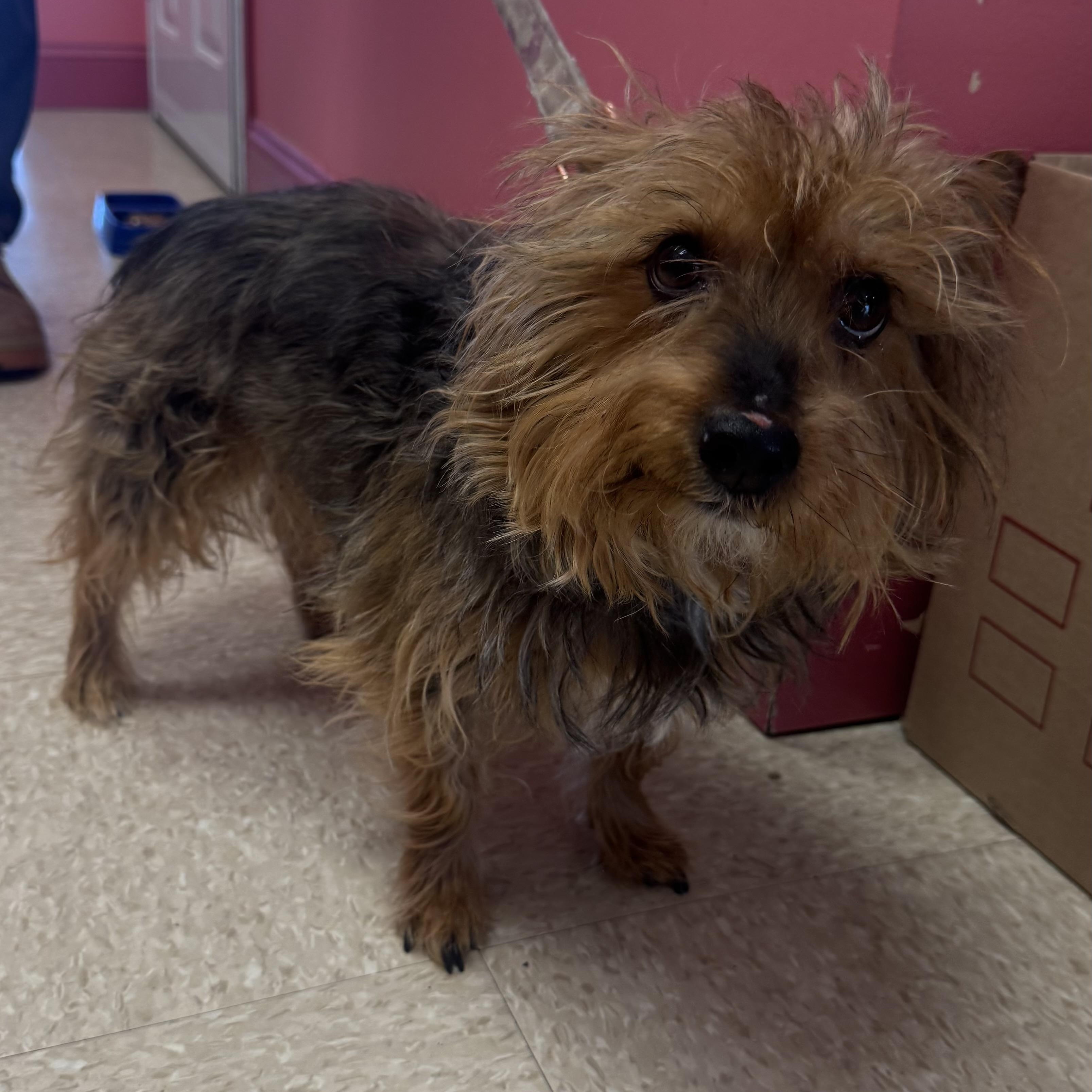 Enlarge Rebel, a ADOPTABLE Yorkshire Terrier in Fall River, MA image 2/4