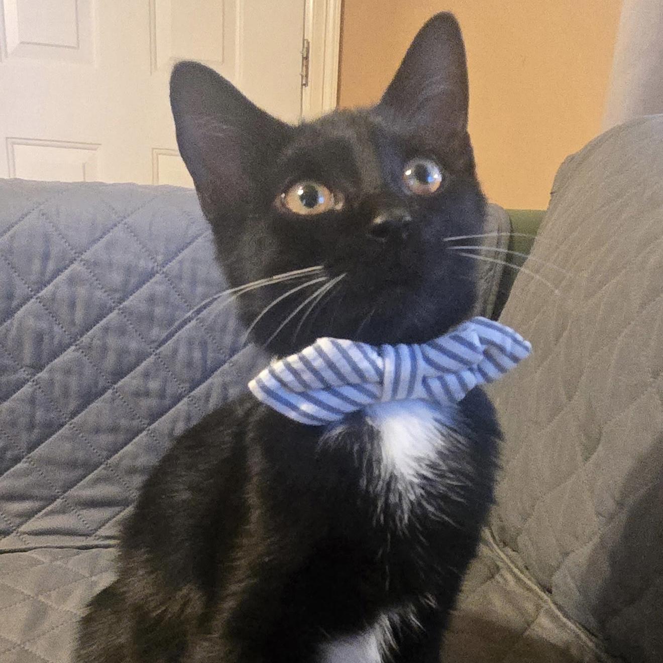 Enlarge Lucky Charm, an adopted Domestic Short Hair in Bentonville, AR image 1/1