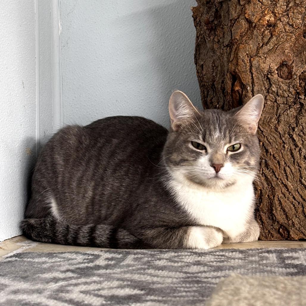 Enlarge Linguine, a Adoptable Domestic Short Hair in Pontiac, IL image 1/6