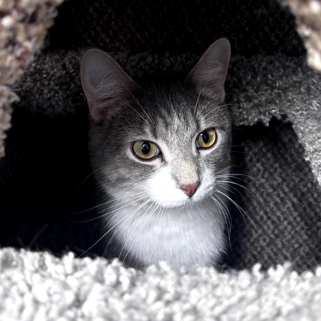 Enlarge Linguine, a Adoptable Domestic Short Hair in Pontiac, IL image 2/6