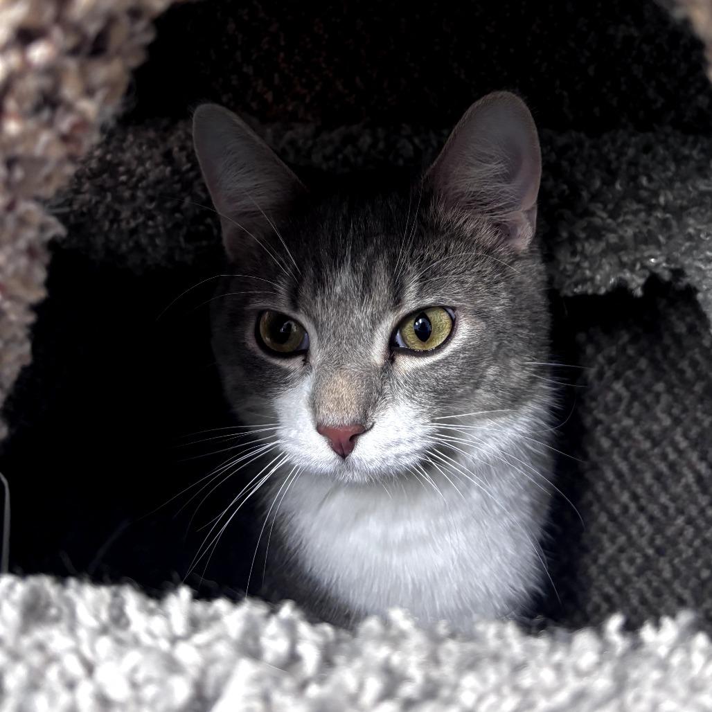 Enlarge Linguine, a Adoptable Domestic Short Hair in Pontiac, IL image 3/6