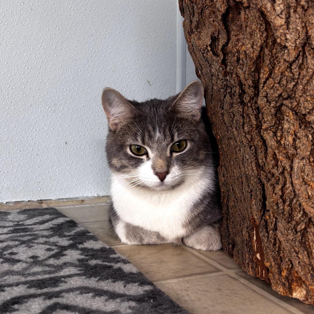 Enlarge Linguine, a Adoptable Domestic Short Hair in Pontiac, IL image 5/6