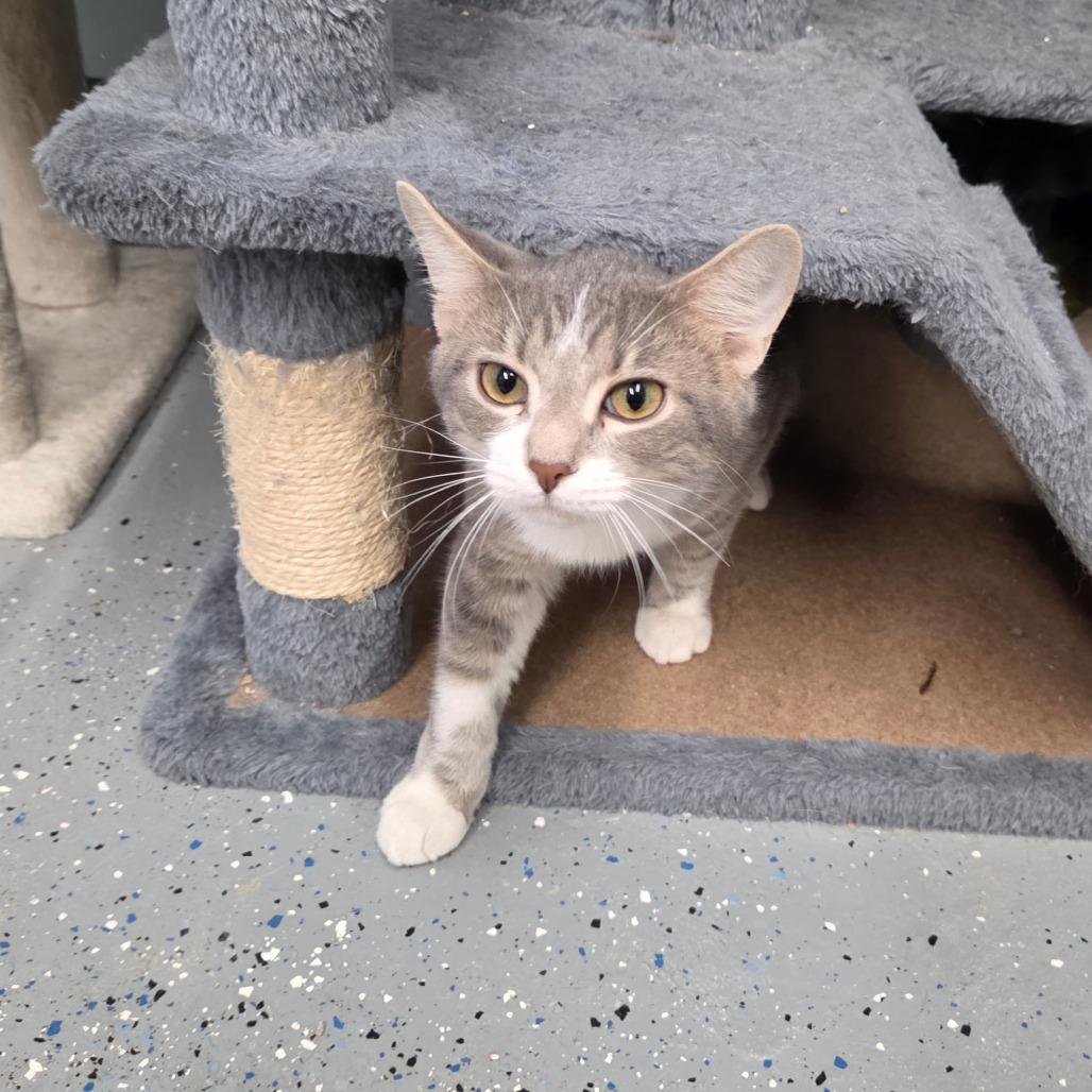 Enlarge Linguine, a Adoptable Domestic Short Hair in Pontiac, IL image 6/6