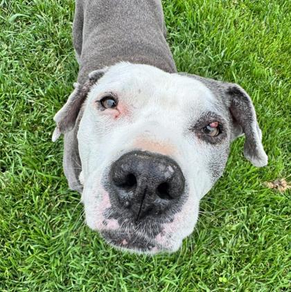 Hunter, Adoptable, Adult Male Pit Bull Terrier & Mixed Breed.