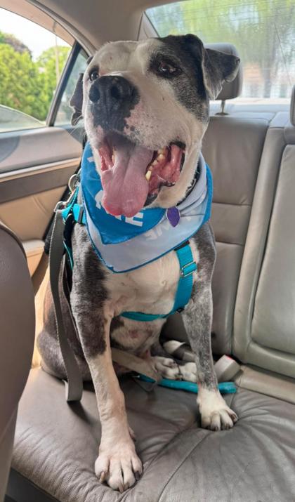 Enlarge Hunter, a Adoptable mixed breed in St. Anne, IL image 2/3