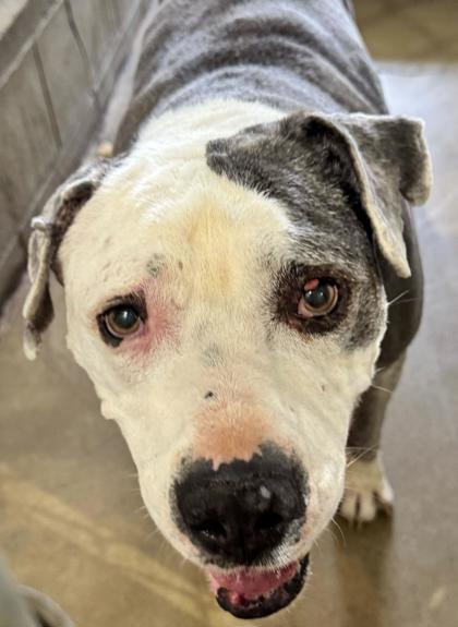 Enlarge Hunter, a Adoptable mixed breed in St. Anne, IL image 3/3