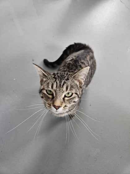 Tofu, Adoptable, Adult Female Domestic Short Hair & Domestic Short Hair.