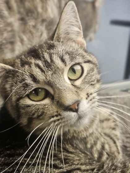 Enlarge Tofu, a Adoptable mixed breed in Mount Pleasant, IA image 2/2