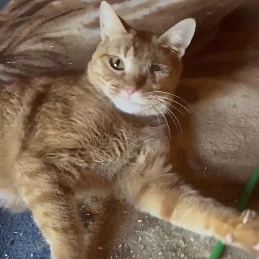 Tangie, Adoptable, Adult Female Domestic Short Hair.