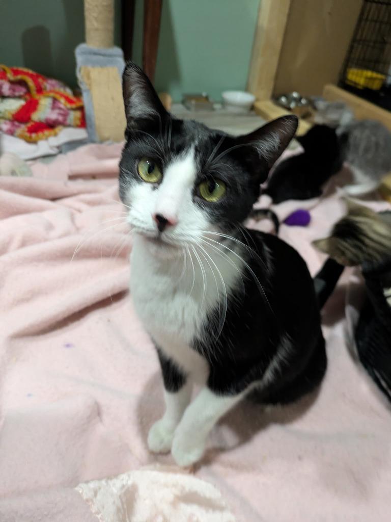Vi, Adopted, Young Female Domestic Short Hair.