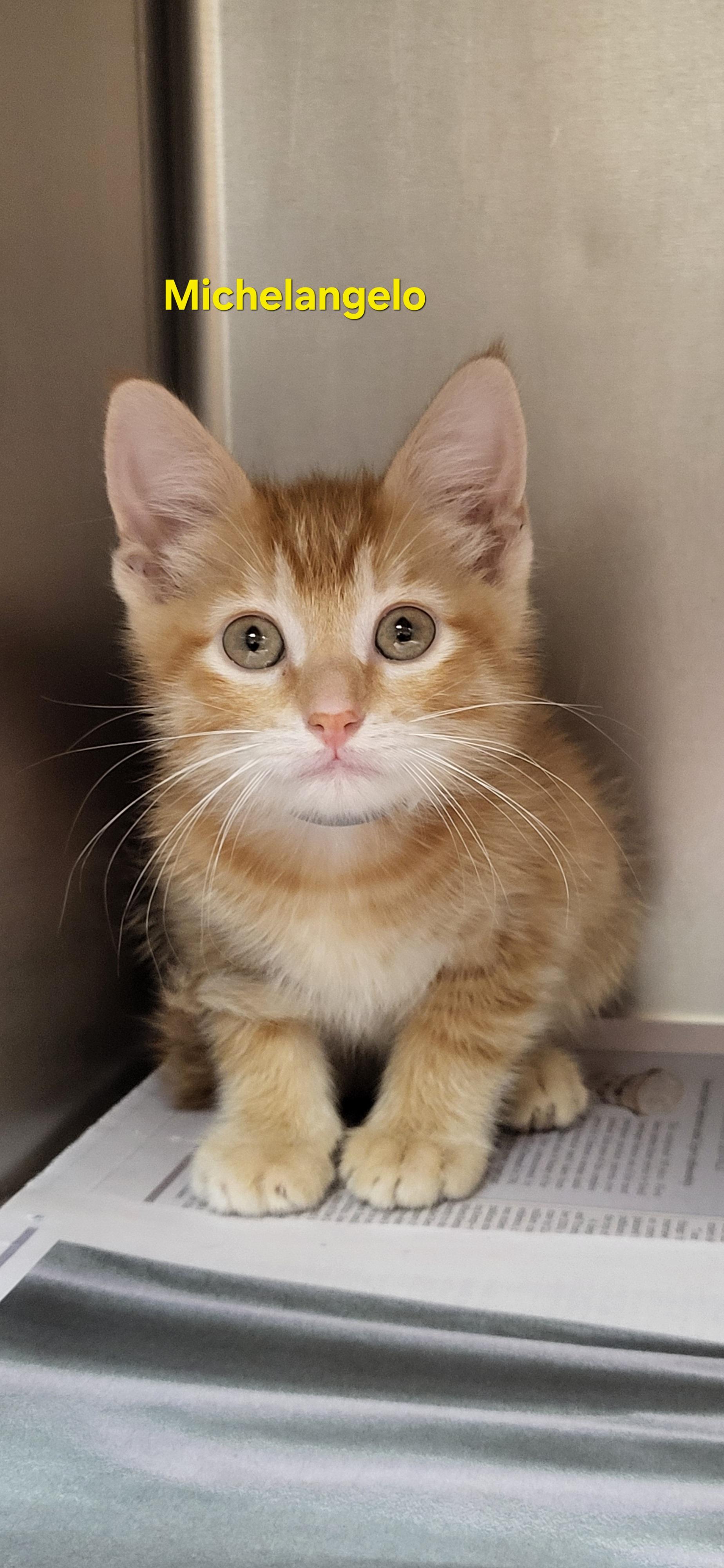 Enlarge Michelangelo , a ADOPTABLE Domestic Short Hair in Meridian , MS image 1/1