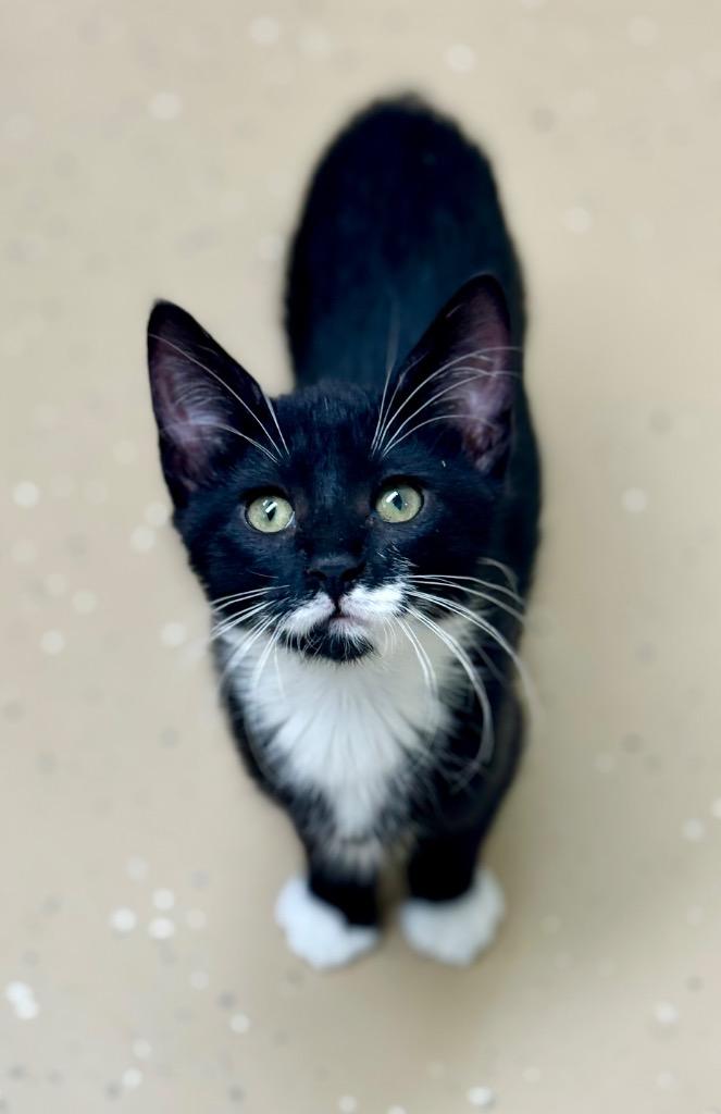 Enlarge Venus, a Adoptable mixed breed in Shorewood, IL image 1/2