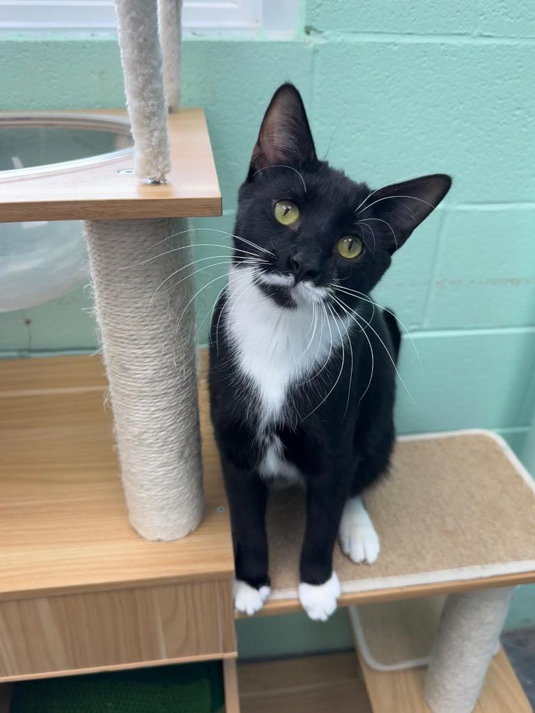 Enlarge Venus, a Adoptable mixed breed in Shorewood, IL image 2/3