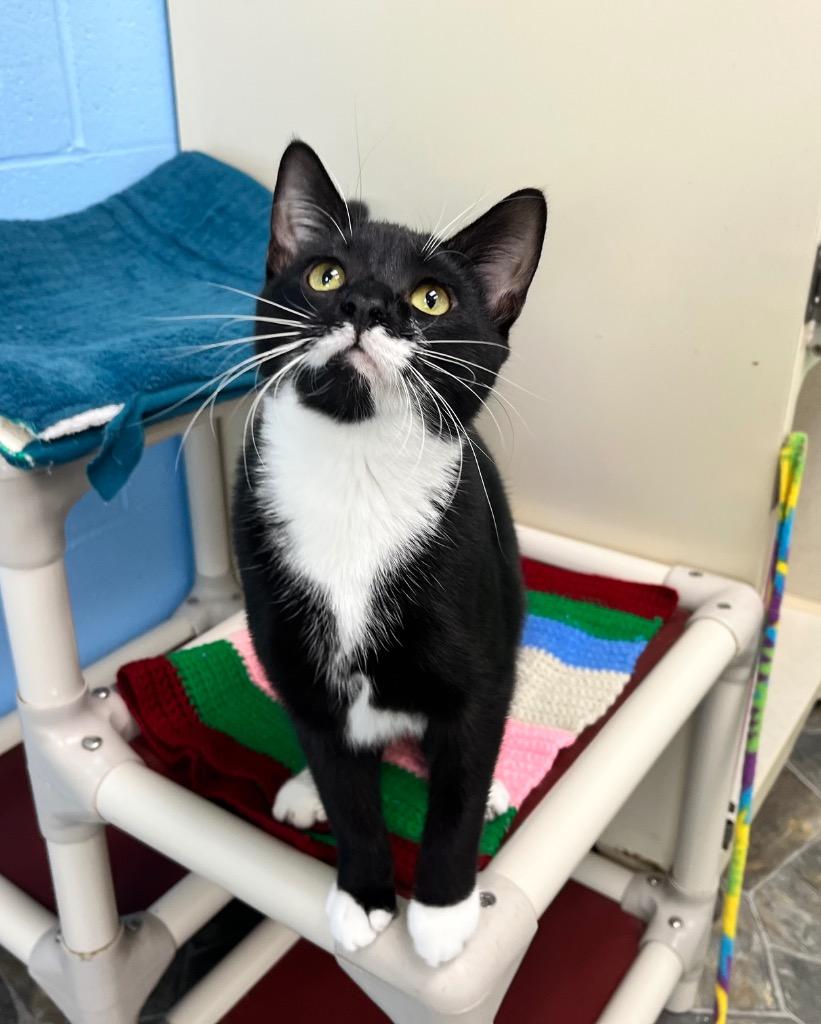 Enlarge Venus, a Adoptable mixed breed in Shorewood, IL image 2/2