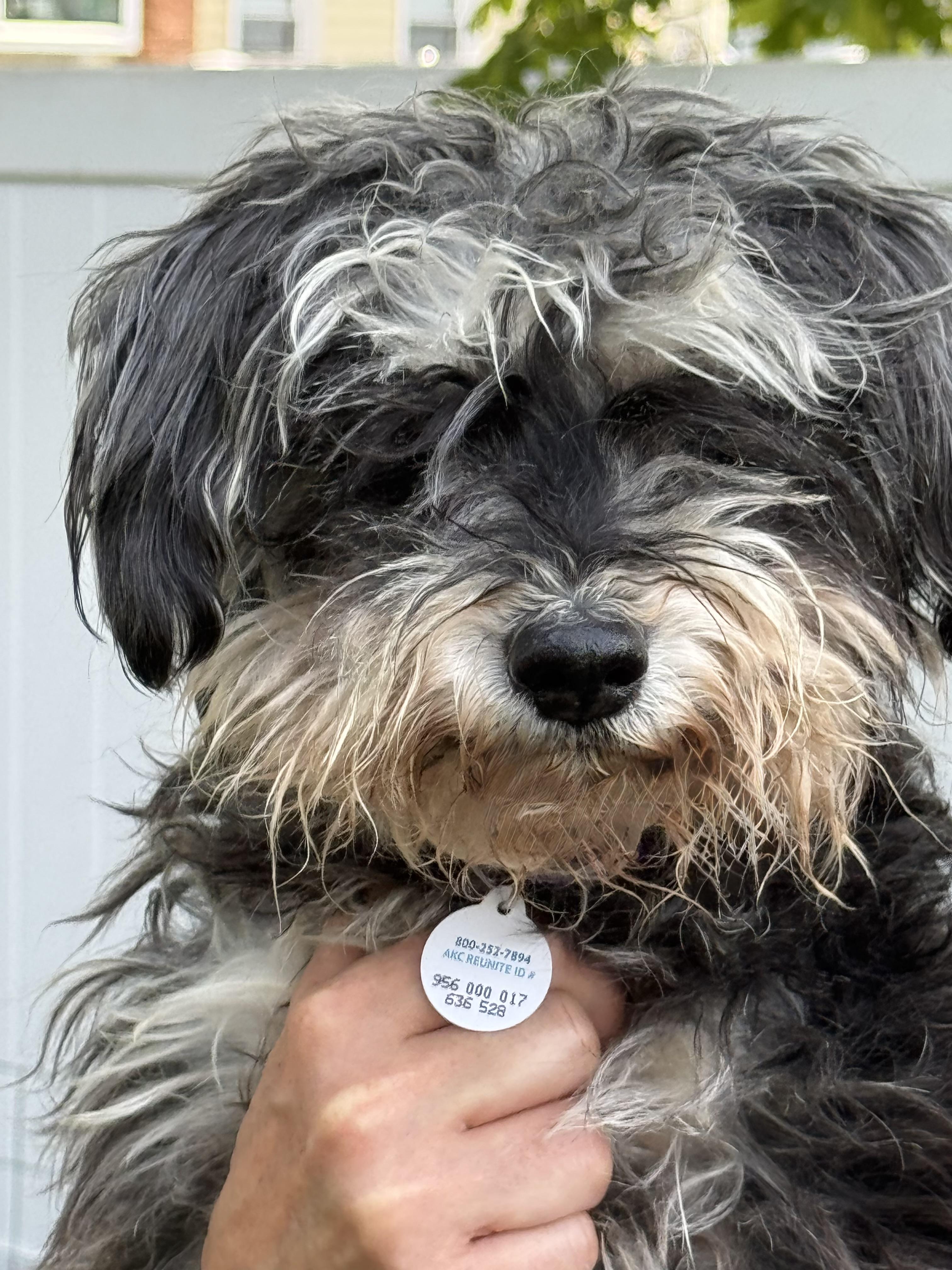 Mimi, Senior Female Schnoodle