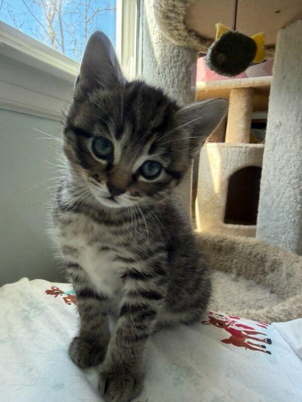 Maeve, an adopted Domestic Short Hair in Medfield, MA image 2/3