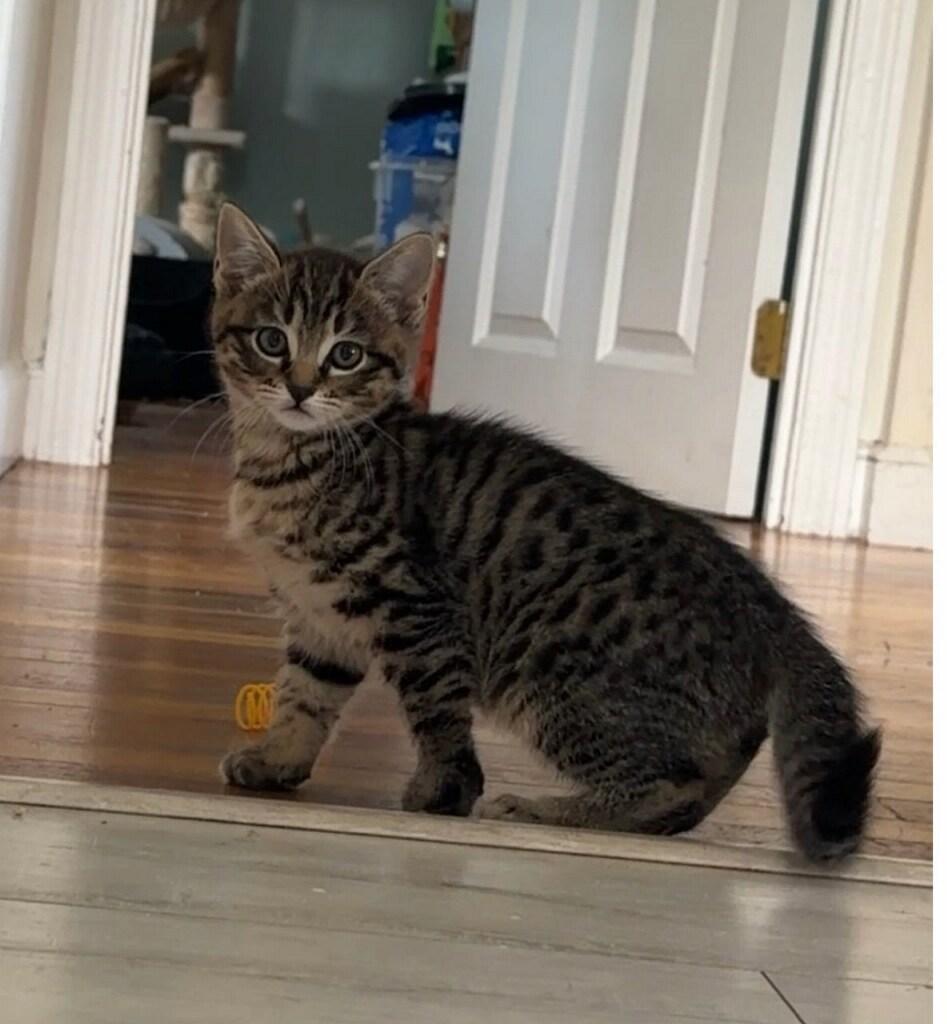 Maeve, an adopted Domestic Short Hair in Medfield, MA image 1/3