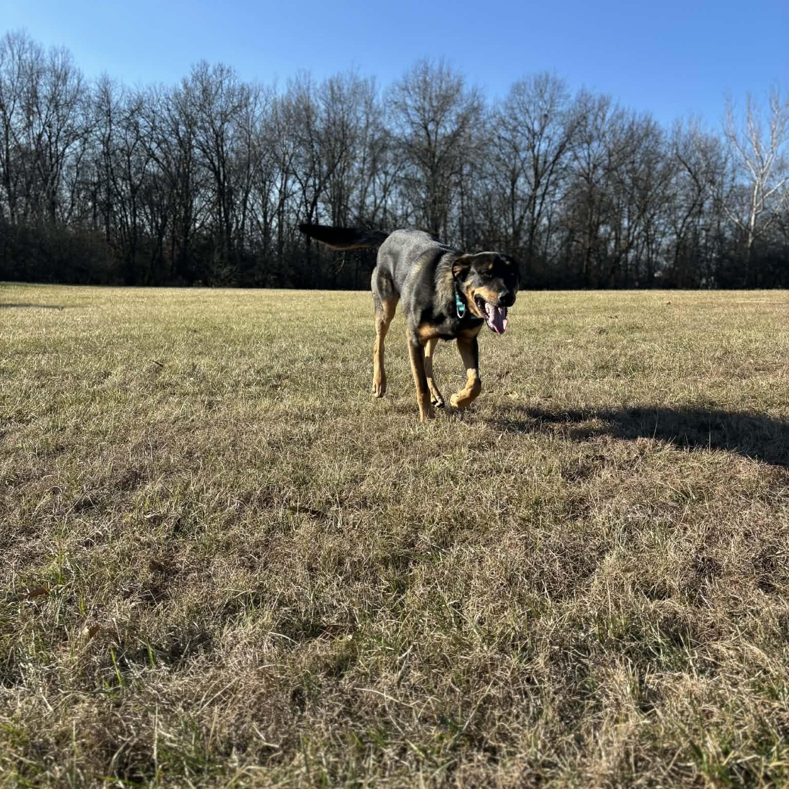 Enlarge Led Zeppelin, a ADOPTABLE mixed breed in Tremont, IL image 4/4