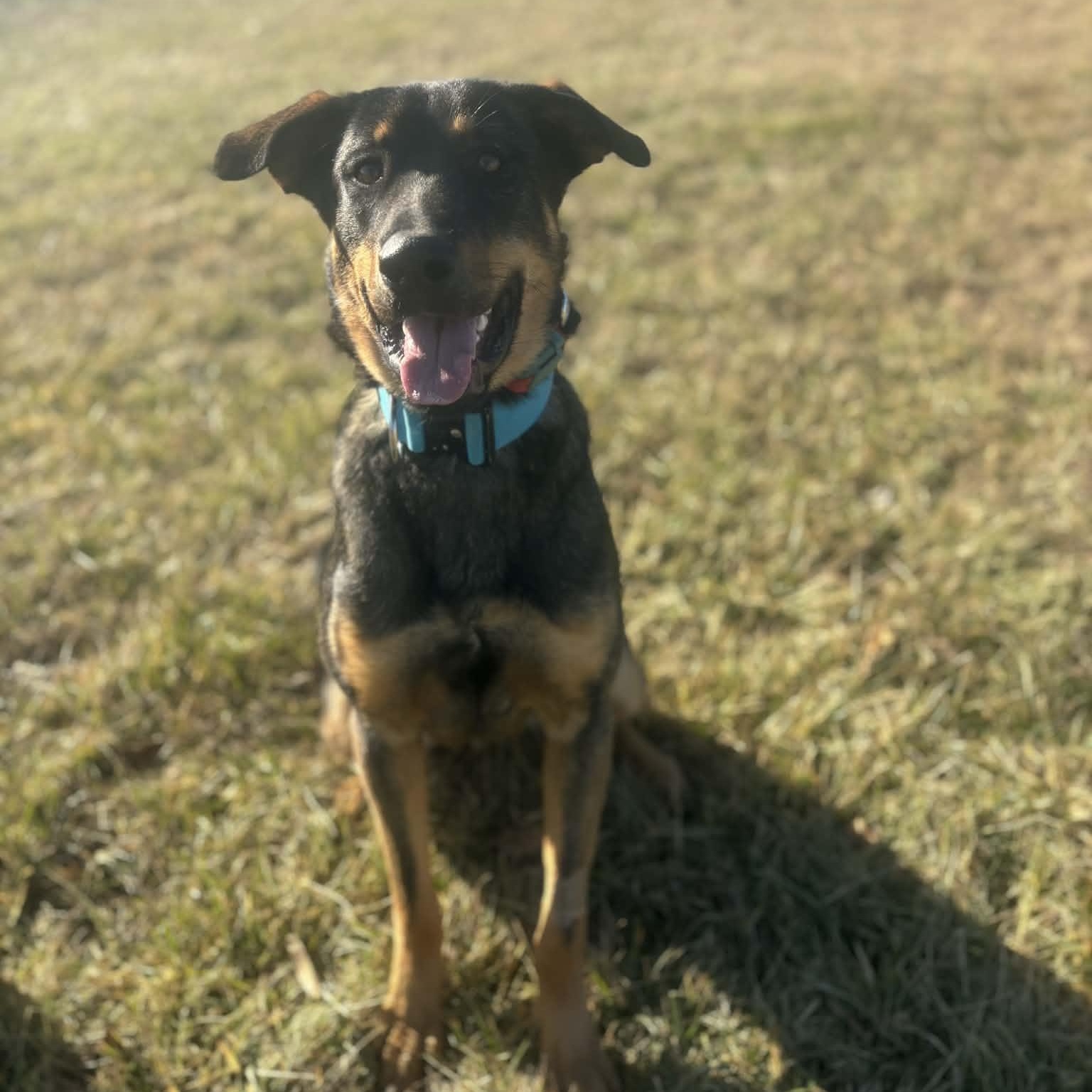Led Zeppelin, ADOPTABLE, Adult Male Rottweiler & German Shepherd Dog.