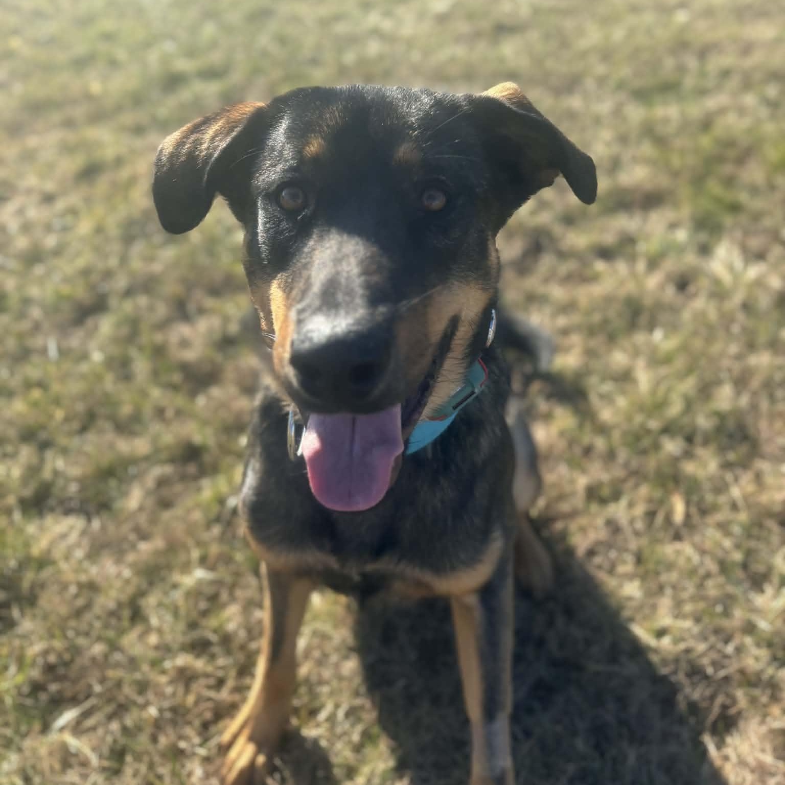 Enlarge Led Zeppelin, a ADOPTABLE mixed breed in Tremont, IL image 3/4
