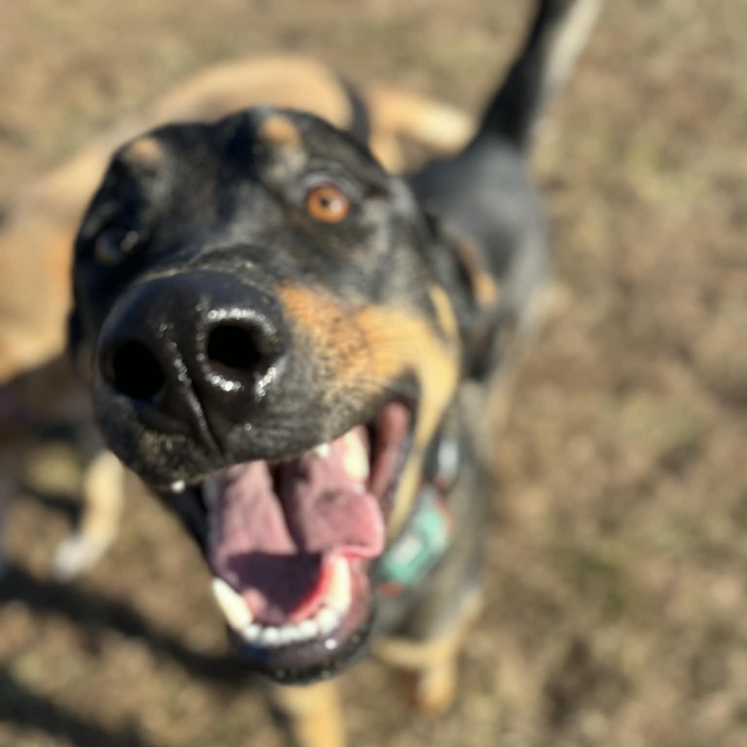 Enlarge Led Zeppelin, a ADOPTABLE mixed breed in Tremont, IL image 2/4