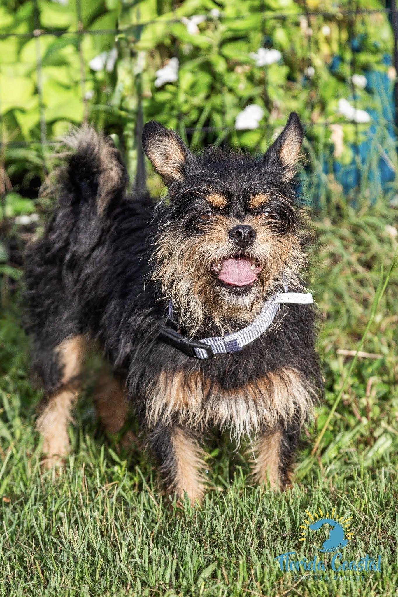 Enlarge Bonnie, a Adoptable mixed breed in Cape Coral, FL image 1/6