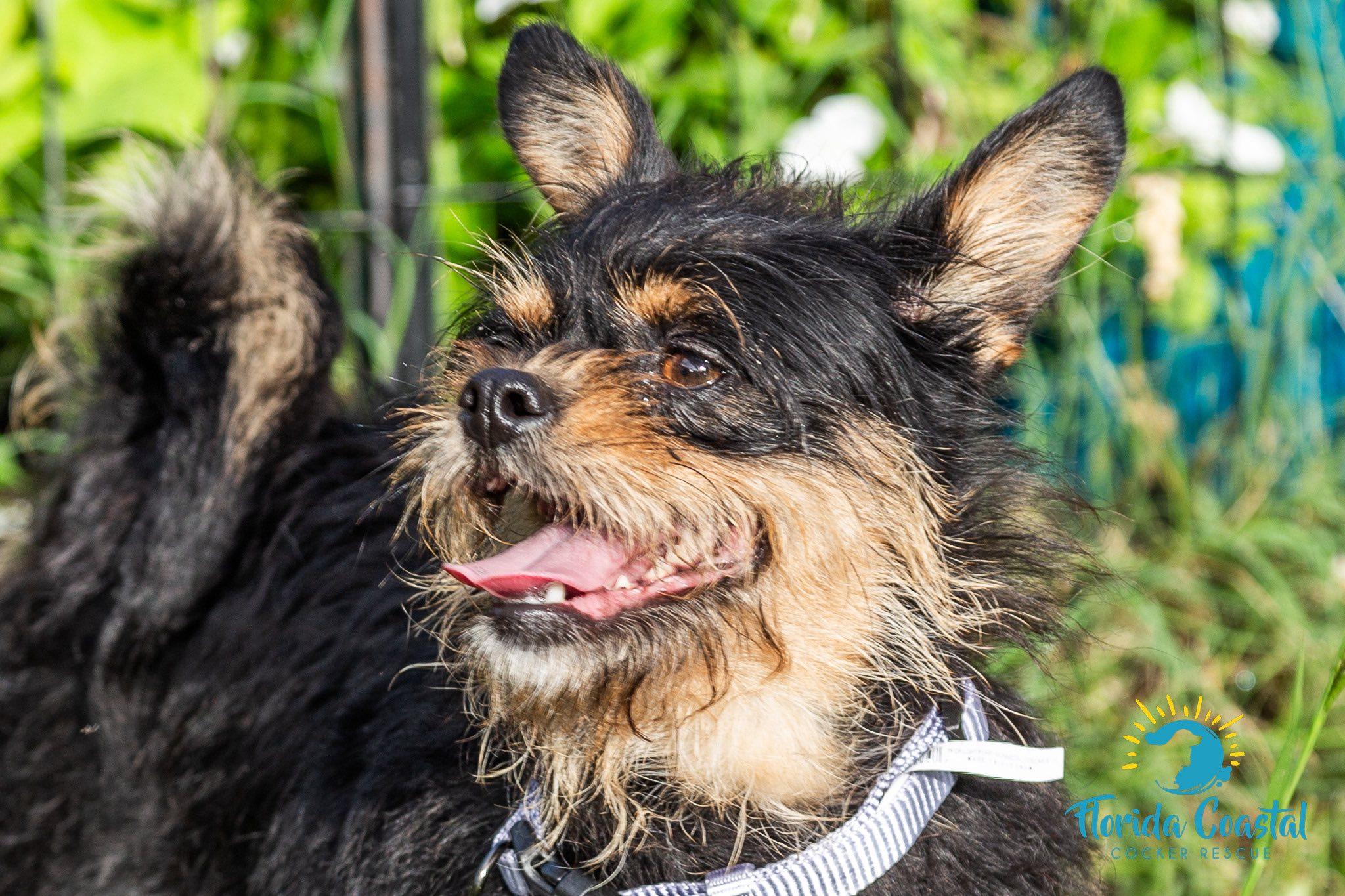 Enlarge Bonnie, a Adoptable mixed breed in Cape Coral, FL image 2/6