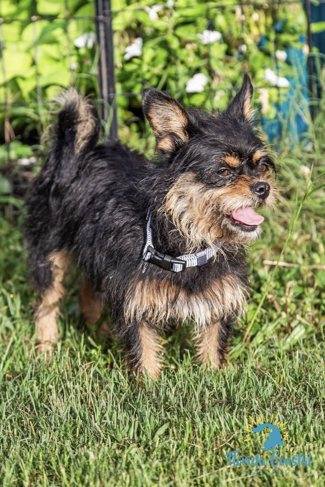 Enlarge Bonnie, a Adoptable mixed breed in Cape Coral, FL image 3/6