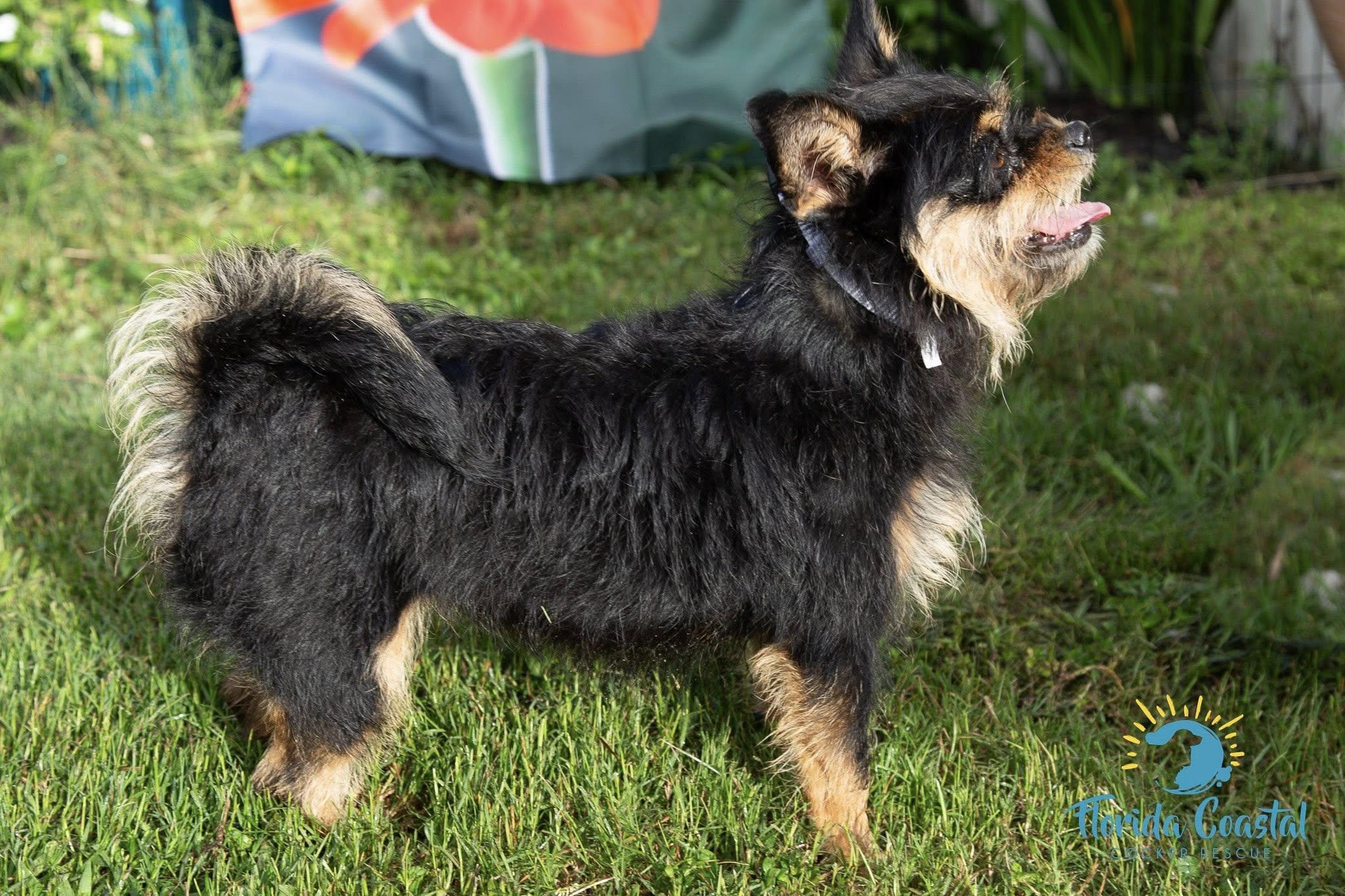Enlarge Bonnie, a Adoptable mixed breed in Cape Coral, FL image 4/6