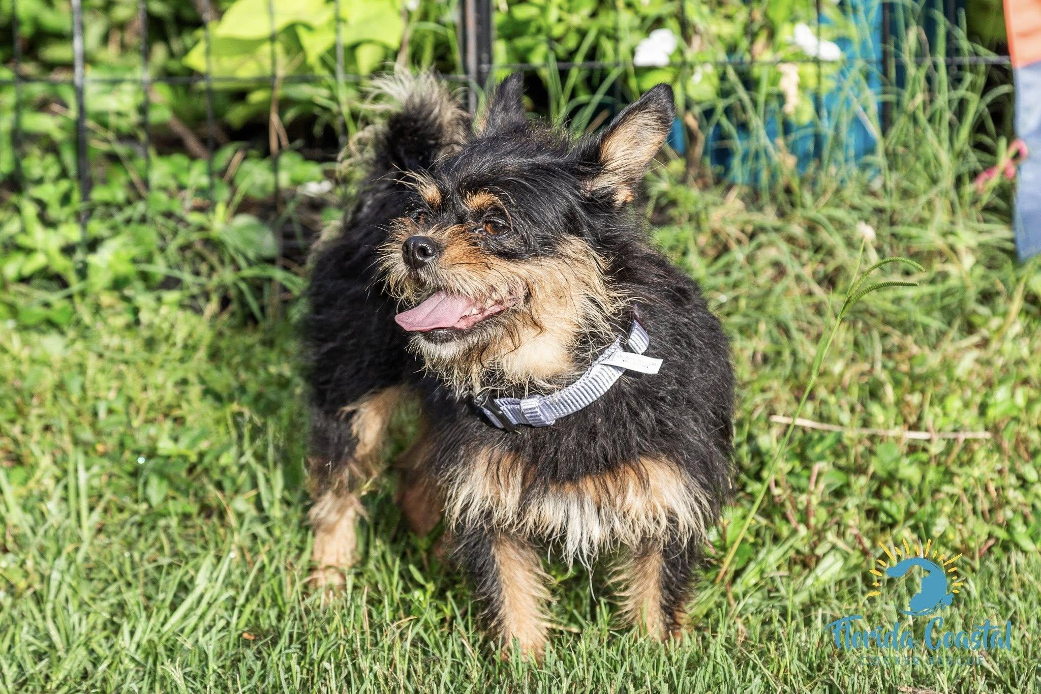 Enlarge Bonnie, a Adoptable mixed breed in Cape Coral, FL image 5/6