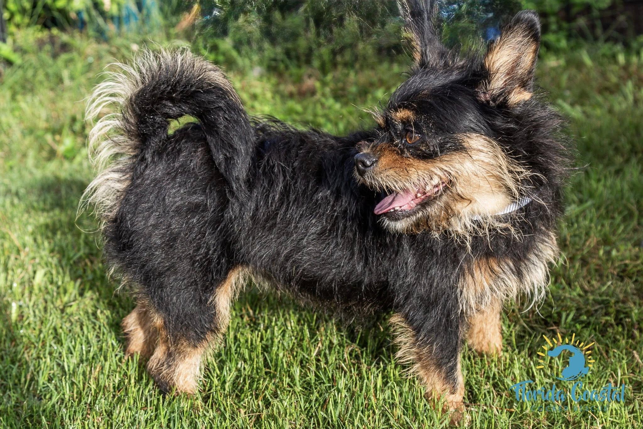 Enlarge Bonnie, a Adoptable mixed breed in Cape Coral, FL image 6/6