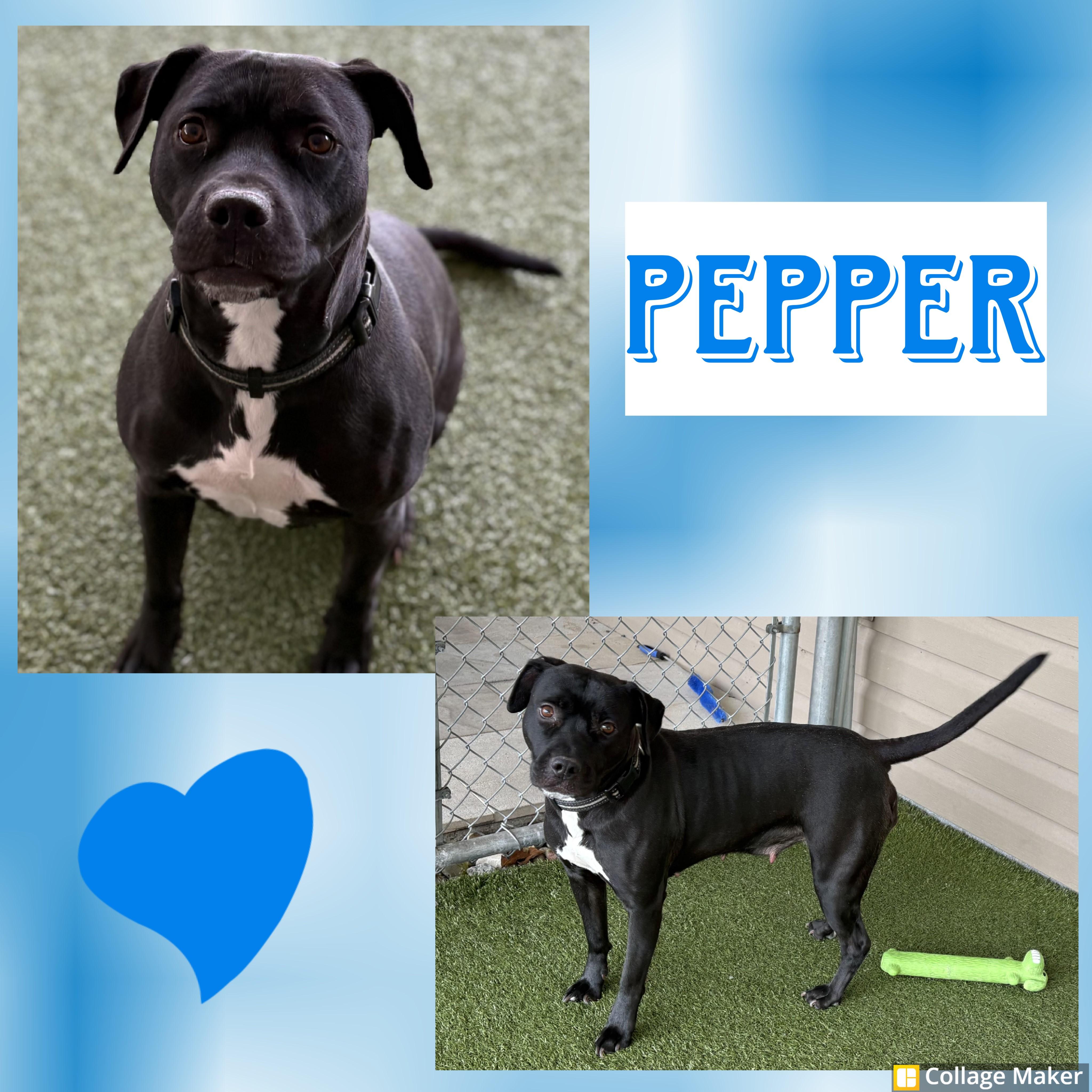 Pepper, ADOPTABLE, Adult Female Pit Bull Terrier.