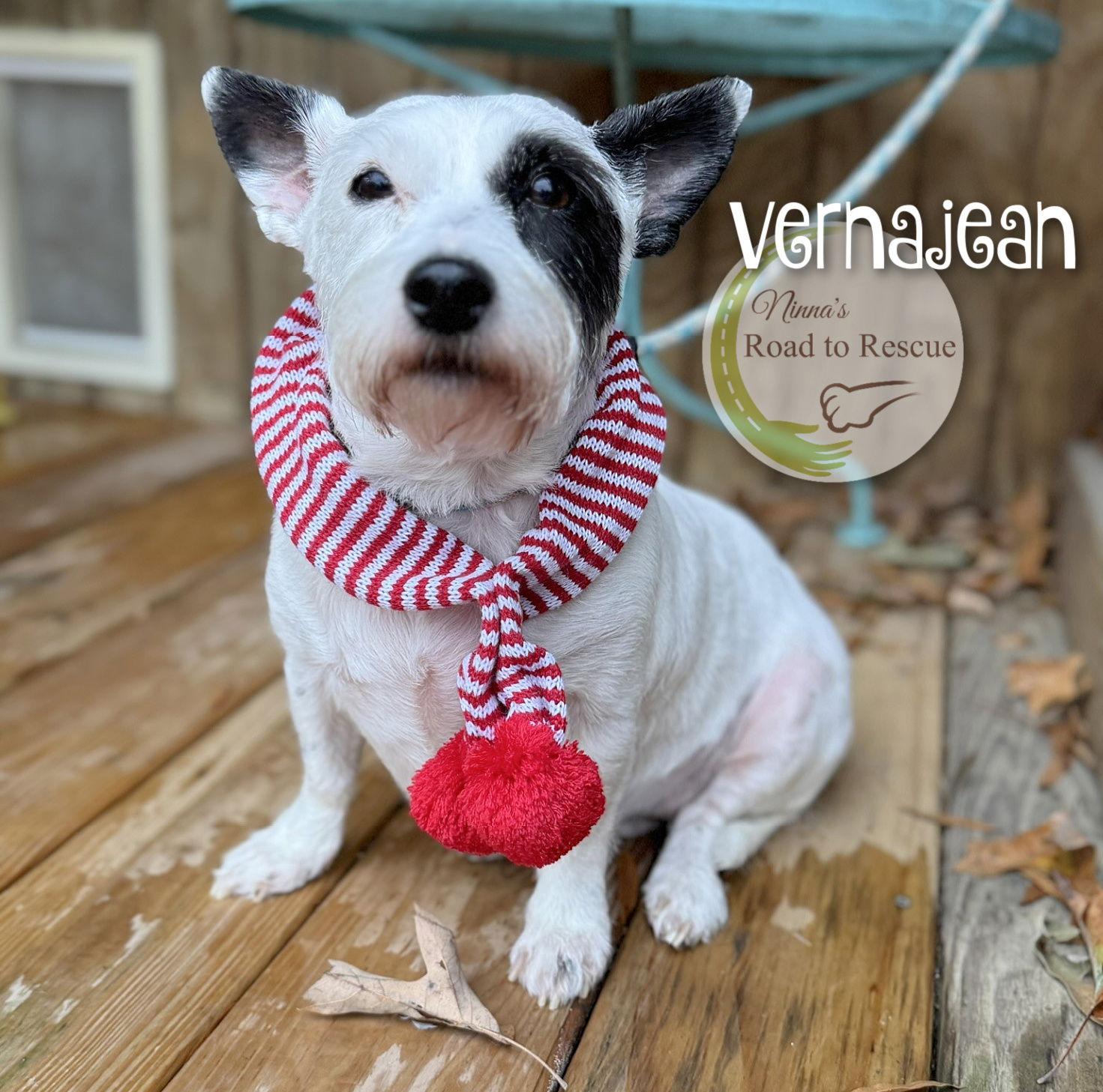 Vernajean, a Adoptable West Highland White Terrier / Westie in Benton, LA image 1/3