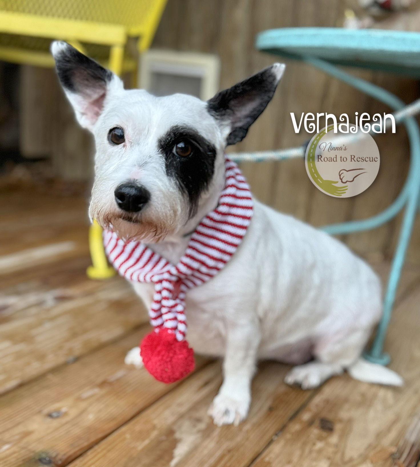 Vernajean, a Adoptable West Highland White Terrier / Westie in Benton, LA image 2/3