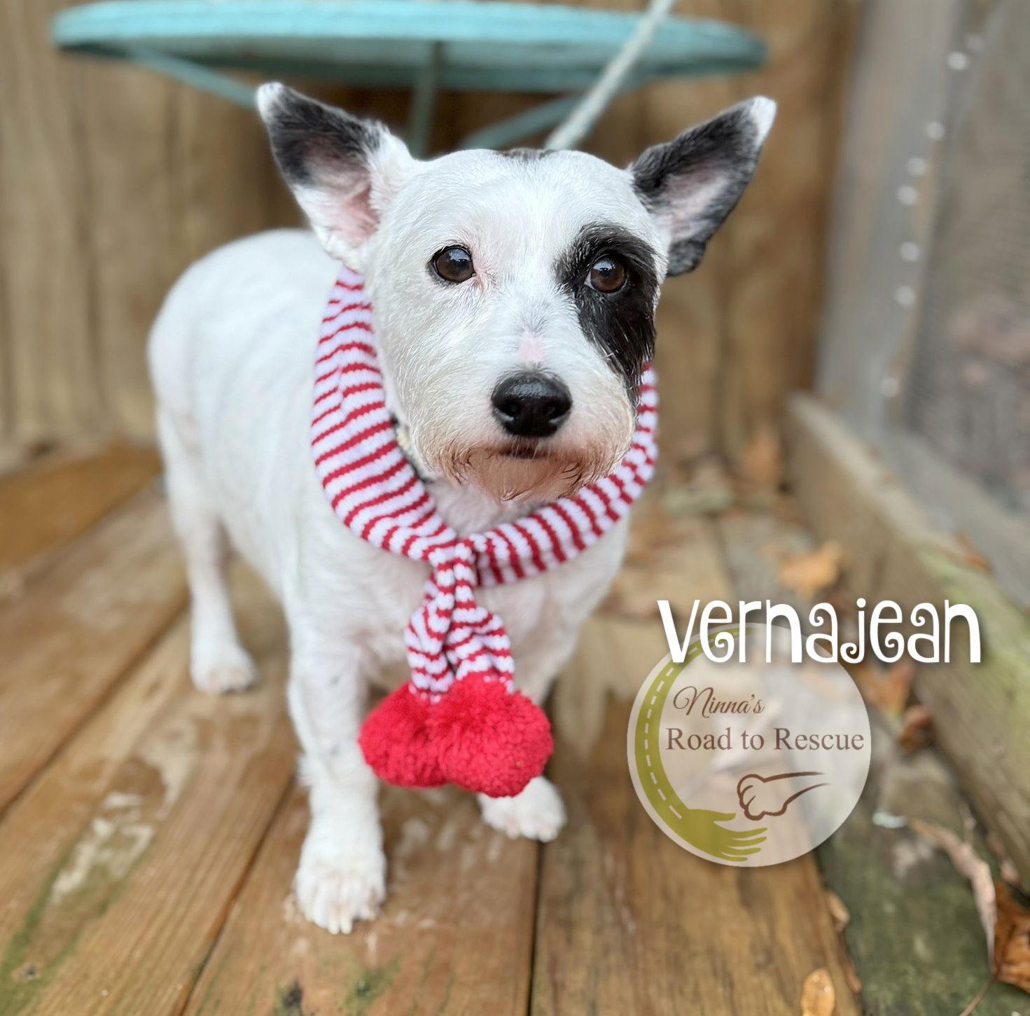 Vernajean, a Adoptable West Highland White Terrier / Westie in Benton, LA image 3/3