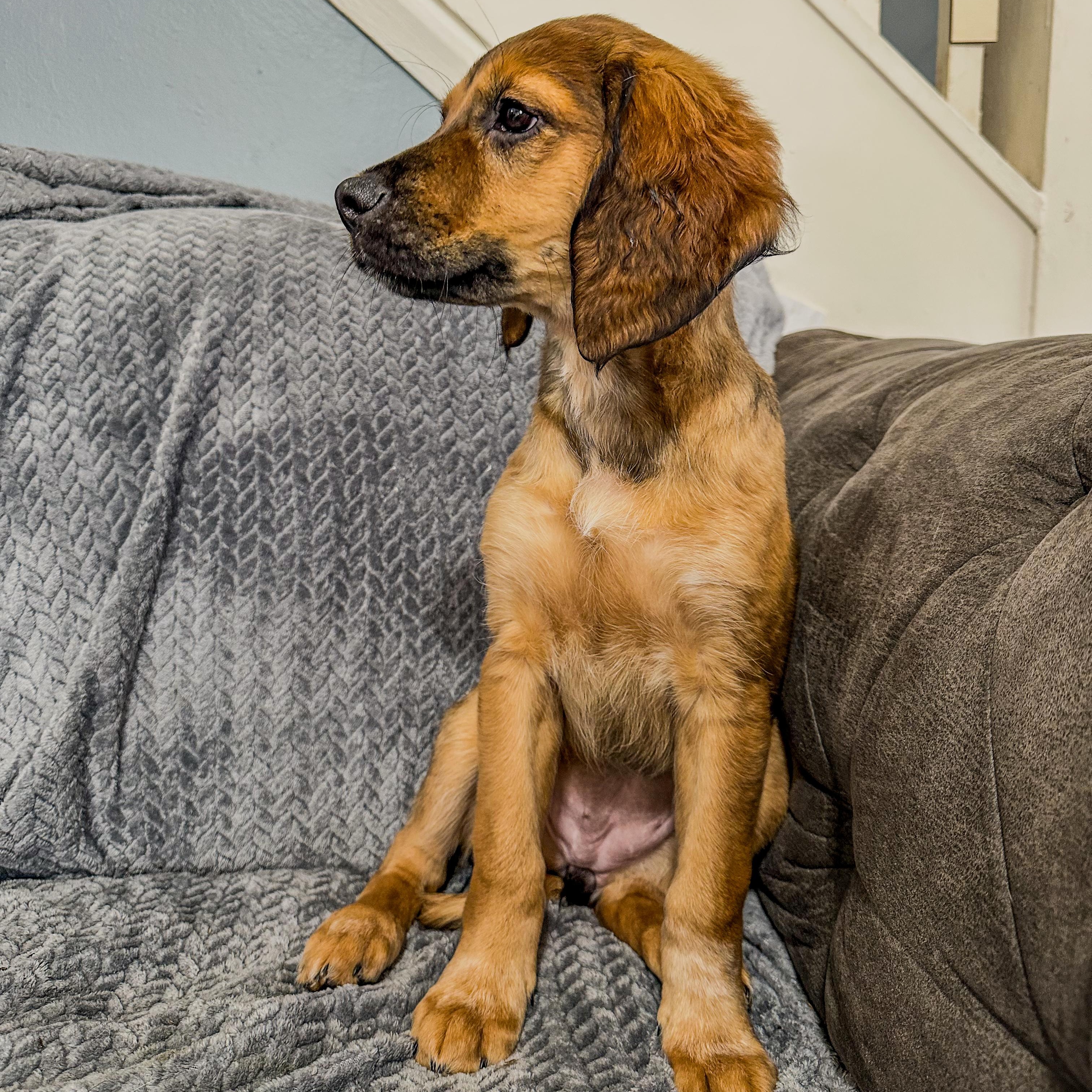 Enlarge Nova , an adopted mixed breed in Charleston , WV image 5/6