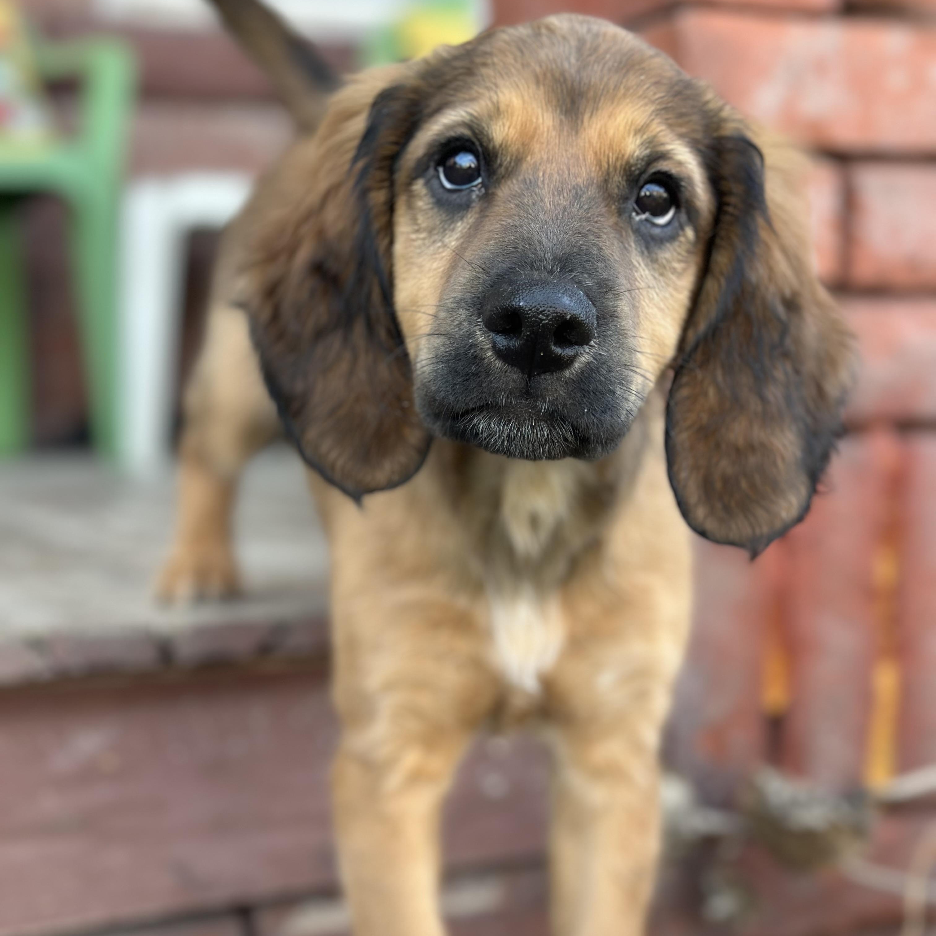 Enlarge Nova , an adopted mixed breed in Charleston , WV image 2/6